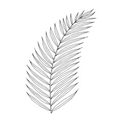 Palm tropical leaf hand drawn vector isolated element for design in black color