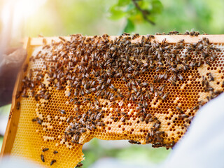 Beekeeper holding frame with honey comb. Selective focus. Agriculture industry. Production of sweet...