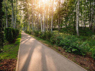 Fototapeta premium Empty footpath by a stunning birch tree forest. Lining close to nature concept. Walk and enjoy scenery concept. Nobody. Sun flare and glow. Calm nature view.