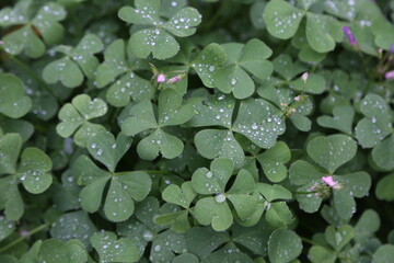 Tréboles con roció