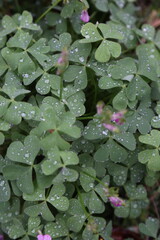 Tréboles con roció