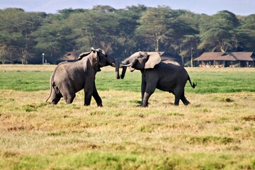 elephants fighting in the savannah