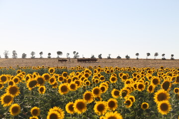 Campo de girasoles
