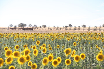 Campo de girasoles