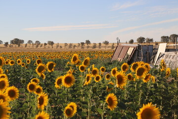 Campo de girasoles