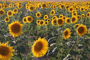 Campo de girasoles