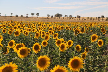 Campo de girasoles
