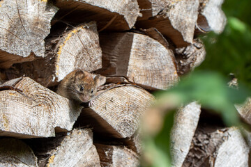 Maus im Holzlager guckt neugierig in die Kamera