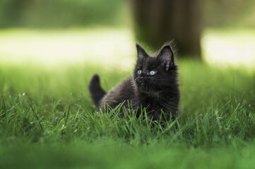 maine coon kitten posing on grass in summer