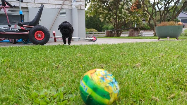 cute black cavapoo puppy playing with a ball on grass
