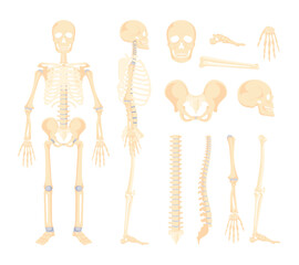 Vector Human Skeleton Parts Set