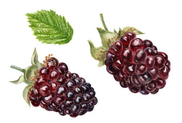 Watercolor illustration of a boysenberry berries, isolated on white background.