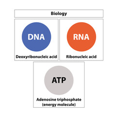 biology symbol DNA, RNA, ATP.  on white background. formula designs. Vector illustration.