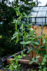 Pods of green peas ripen in their own garden, gardening.