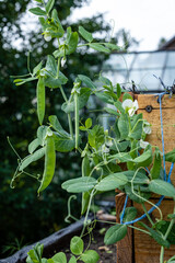 Fototapeta premium Green peas ripen on the site, pea pods and flowers.