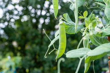 Growing green peas in the garden, close-up.