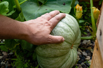 The farmer's hand touches a large green pumpkin, close-up.