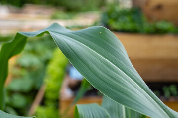 One leaf of corn in the garden close-up.