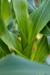 Obraz premium Corn leaves in the garden in summer outdoors, vertical photo.