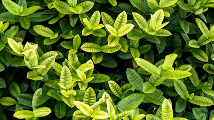 Green Leaves Pattern Natural Lush Foliage Texture Backgrounds.