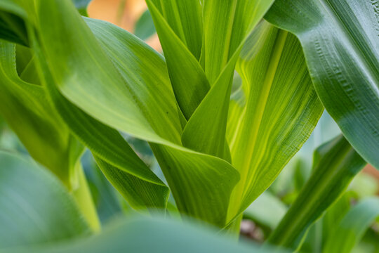 Leaves of corn in the garden on the street close-up.