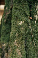 Moss on a tree close-up, vertical photo.
