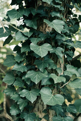 Dark leaf, ivy braids the tree, vertical photo.