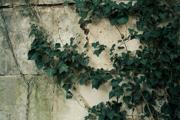 Old gray concrete wall with cracks with leaves.