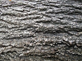 old linden bark texture close-up