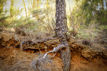 Obraz premium Canary Island Forest. Magical forest. Root of a canary pine illuminated by the golden rays of sunlight that sneak through the canopy of the canary pines. Las Lagunetas Forest Tenerife, 