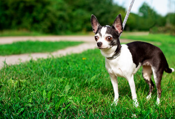 A small chihuahua dog is standing on green grass. The dog is kept on a leash. He looks warily away. Trees. The photo is blurred.