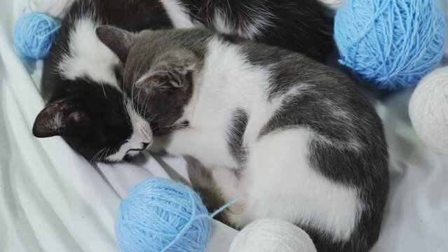 Two kittens are sleeping sweetly on a white sheet on the bed at home among multicolored wool balls. Blue threads. The concept of pets. Two cats black and gray