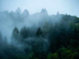Misty Carpathian Mountains with fog landscape. Foggy morning green fir trees forest on a rainy day....