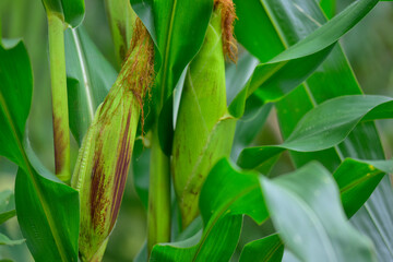 A young ear of corn among the plants, blue sky. The harvest is ripening