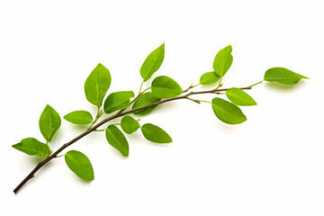 Fototapeta na wymiar Branch with green leaves on white background with clipping path.