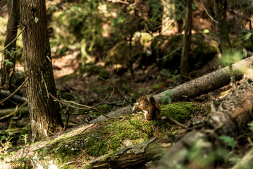 Naklejka na ściany i meble American red squirrel Tamiasciurus hudsonicus pine squirrel or chickaree scavenges on a trail through La Mauricie Quebec