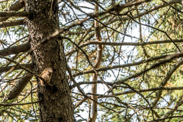 American red squirrel Tamiasciurus hudsonicus pine squirrel or chickaree scavenges on a trail through La Mauricie Quebec