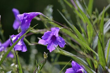 紫色の花が咲いていた。