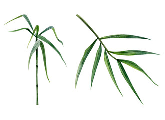 Bamboo stem and branches with green leaves watercolor illustration set isolated on white background. Tropical Chinese nature hand drawn realistic clipart