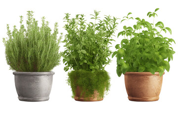 Set of green herbs isolated on transparent background.