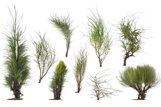 Set of Casuarina Glauca ivy plants isolated on transparent background.