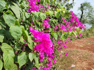 Fototapeta na wymiar Bougainvillea flowers are blooming in the garden
