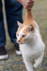 猫と触れ合う　茶トラ白