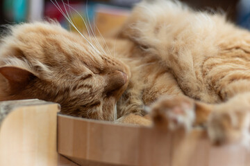 眠る猫　茶トラ猫