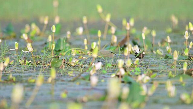 Pheasant tailed Jacana Bird Making Noise to protect her Eggs