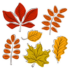 Obraz premium Colorful autumn leaves collection. Simple line art flat style. Oak, maple, chestnut leaf drawing. Vector illustration isolated on a white background.