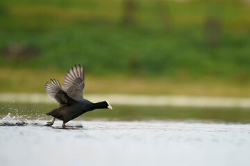 Eurasian coot (Fulica atra) running in the wild