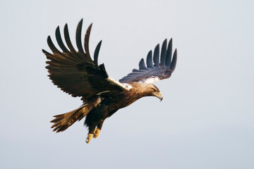 Spanish imperial eagle (Aquila adalberti) flying in the wild