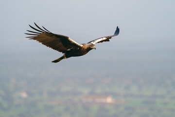 Spanish imperial eagle (Aquila adalberti) flying in the wild