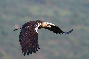 Spanish imperial eagle (Aquila adalberti) flying in the wild